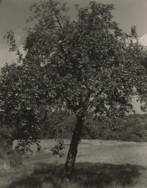 Appelboom, 1922 